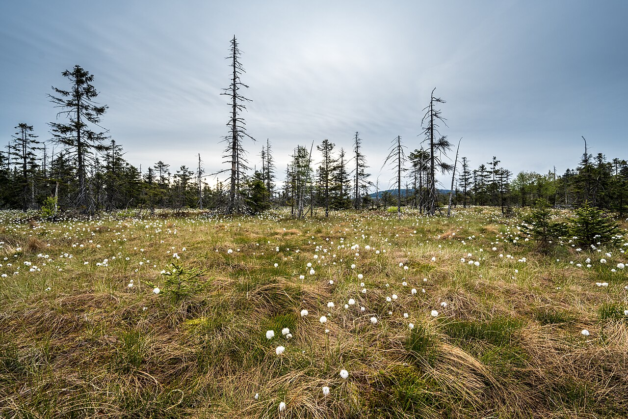 Nationalpark Harz