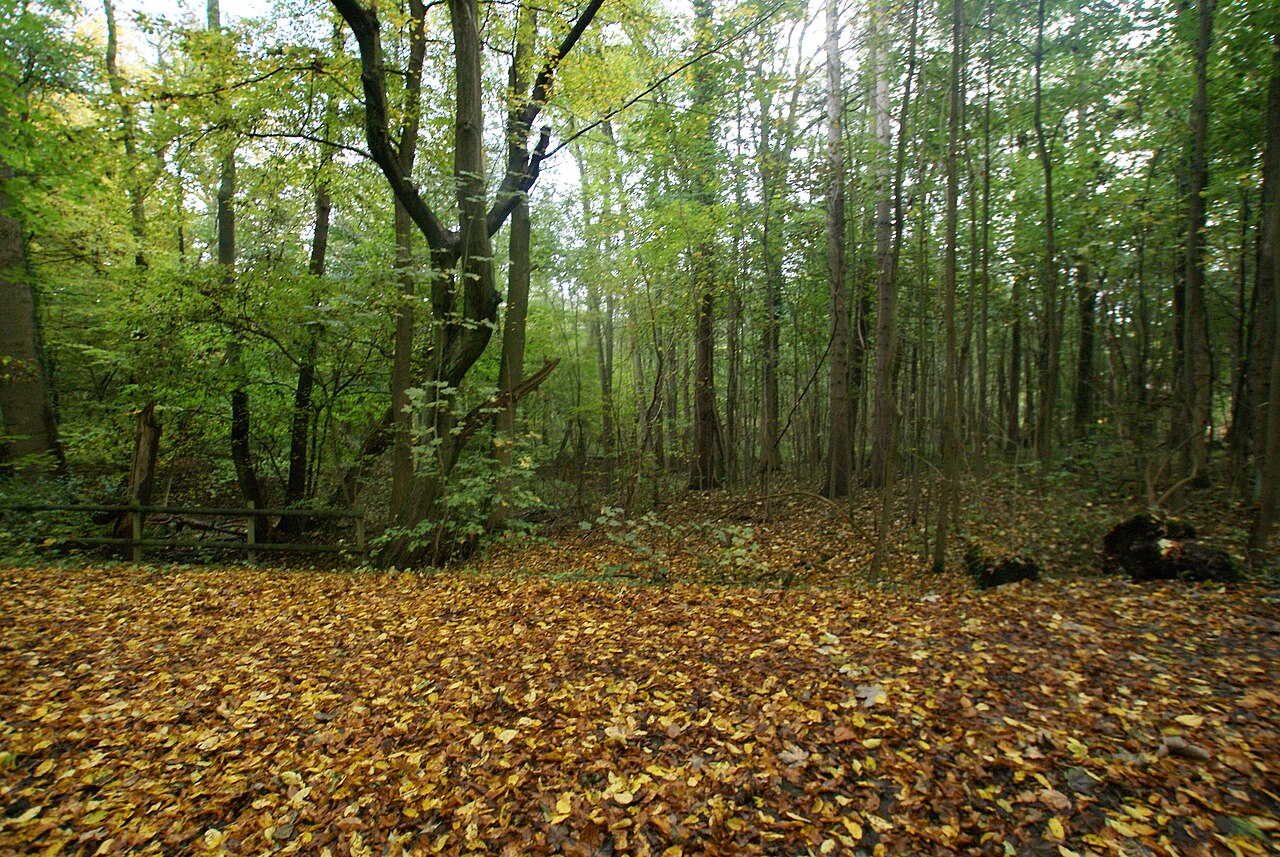 Naturschutzgebiet Wohldorfer Wald
