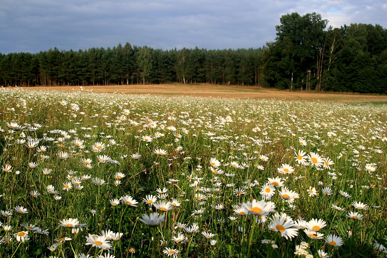 Naturpark Dübener Heide