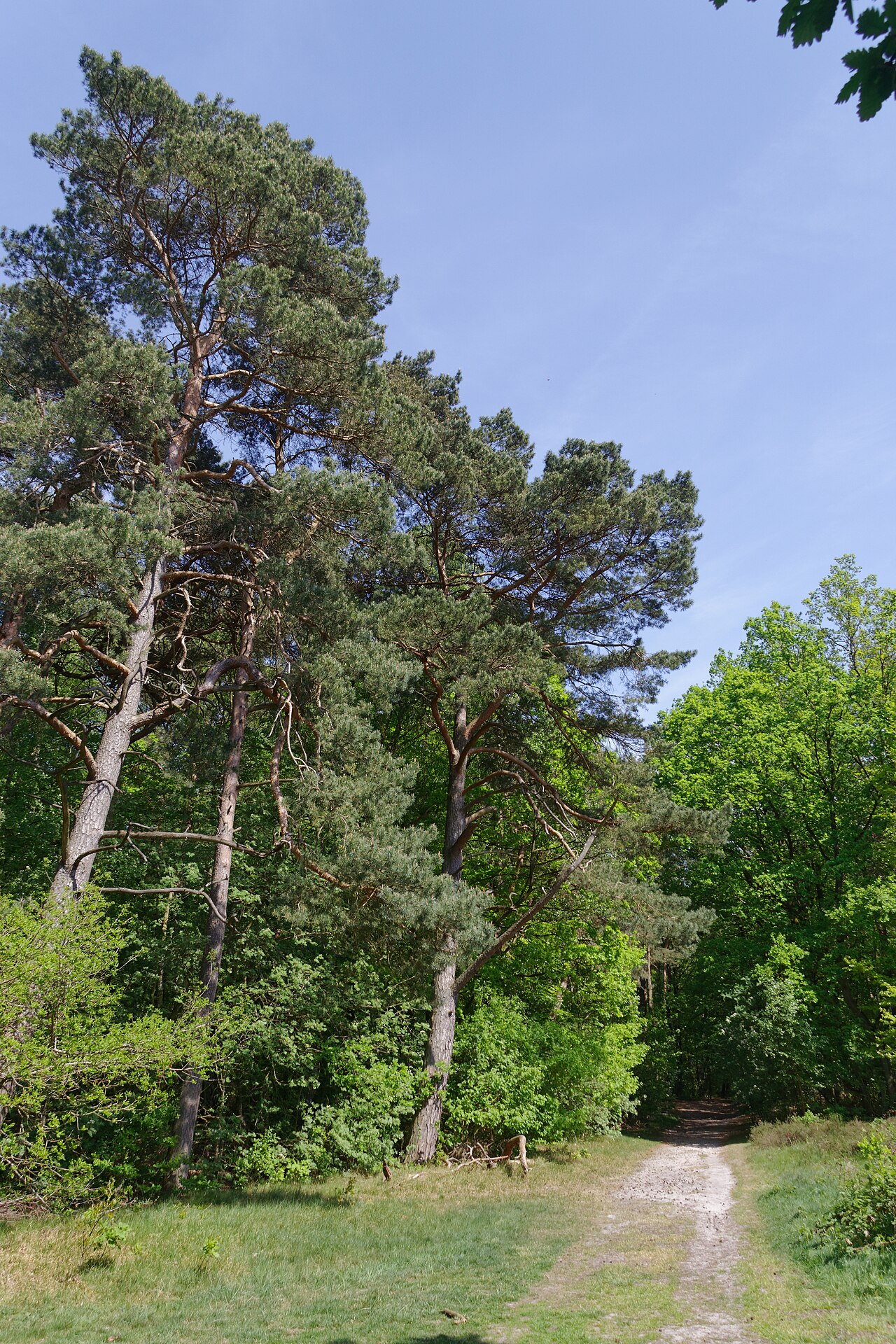 Wittenbergener Heide