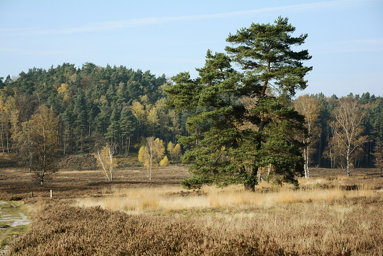 Fischbeker Heide