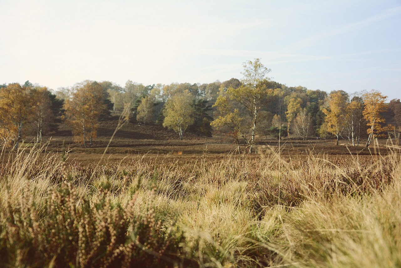 Fischbeker Heide