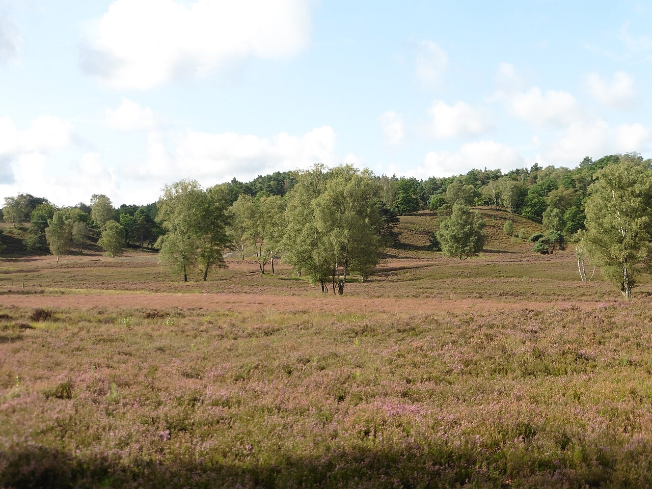 Fischbeker Heide
