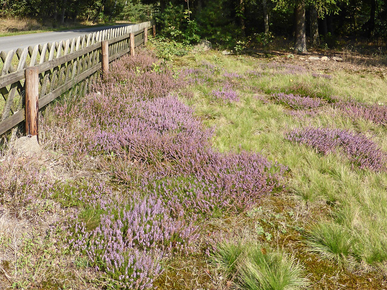 Lüneburger Heide