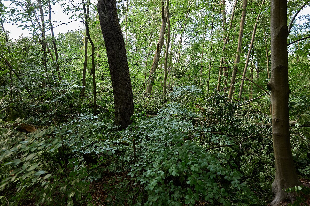 Tegeler Forst (südlicher Teil)