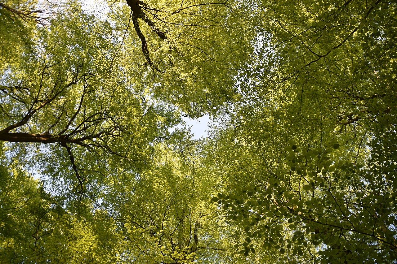 Hahnheide