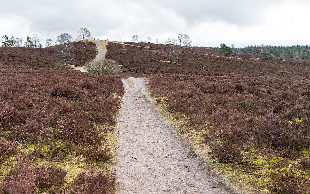 Lüneburger Heide