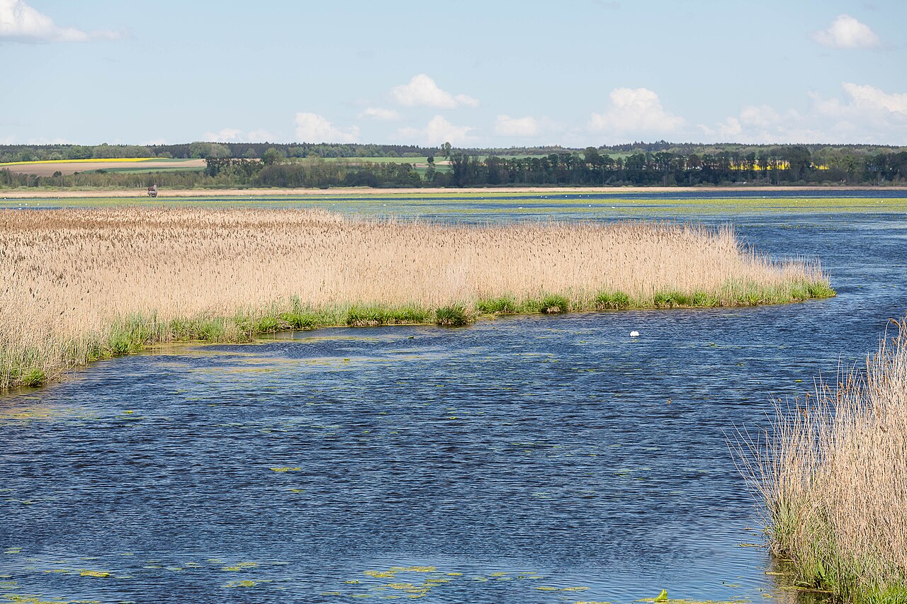 Federsee