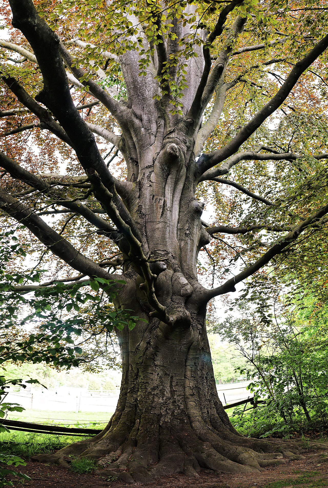 Naturschutzgebiet Wohldorfer Wald