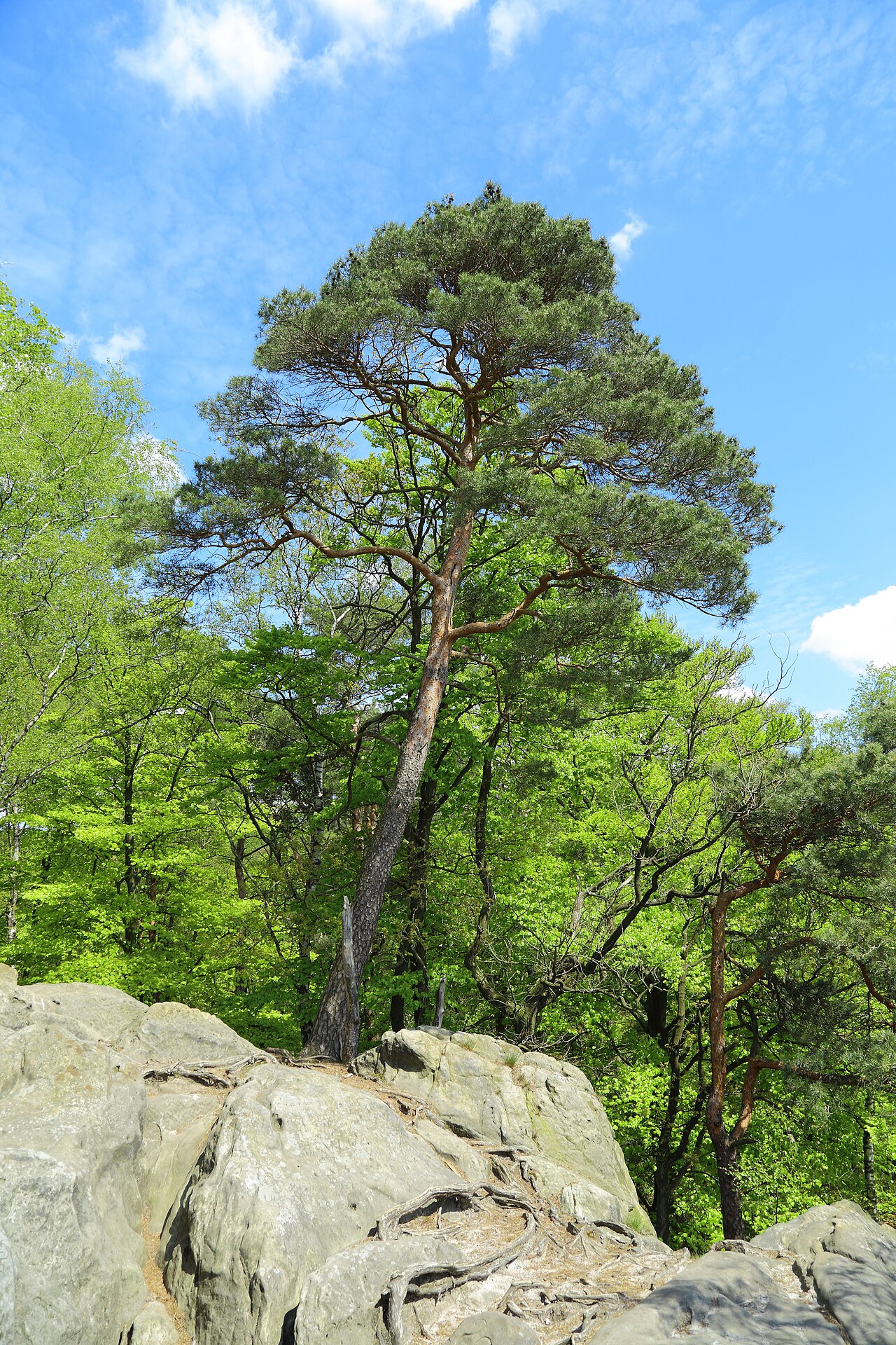 Dörenther Klippen