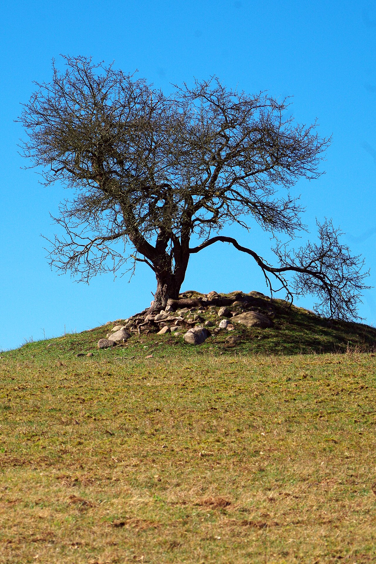 Hauptmannsberg
