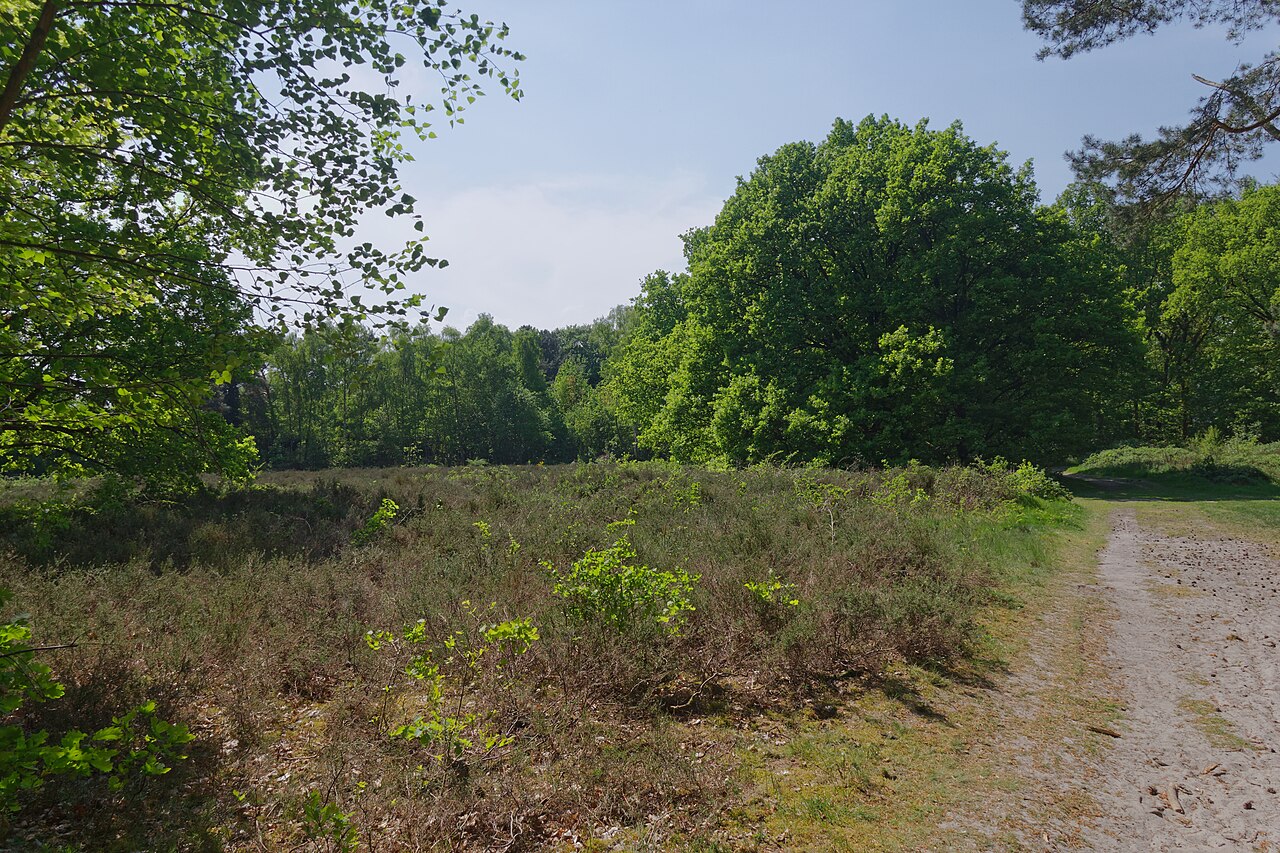 Wittenbergener Heide