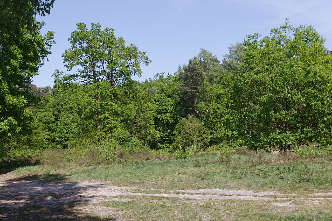 Wittenbergener Heide