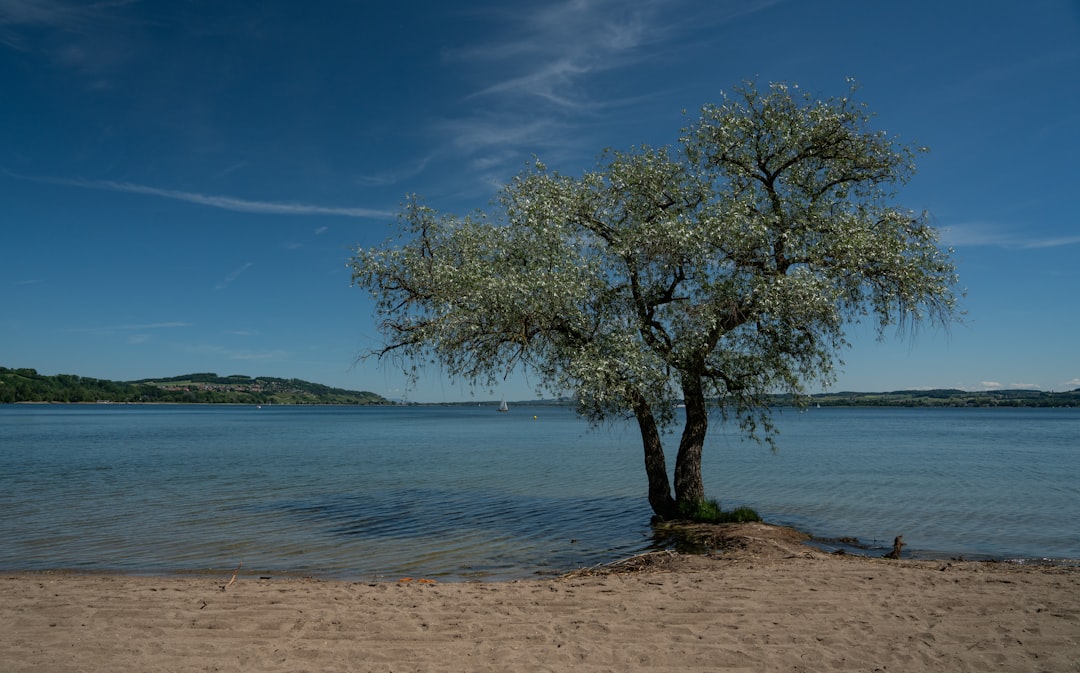 Murtensee