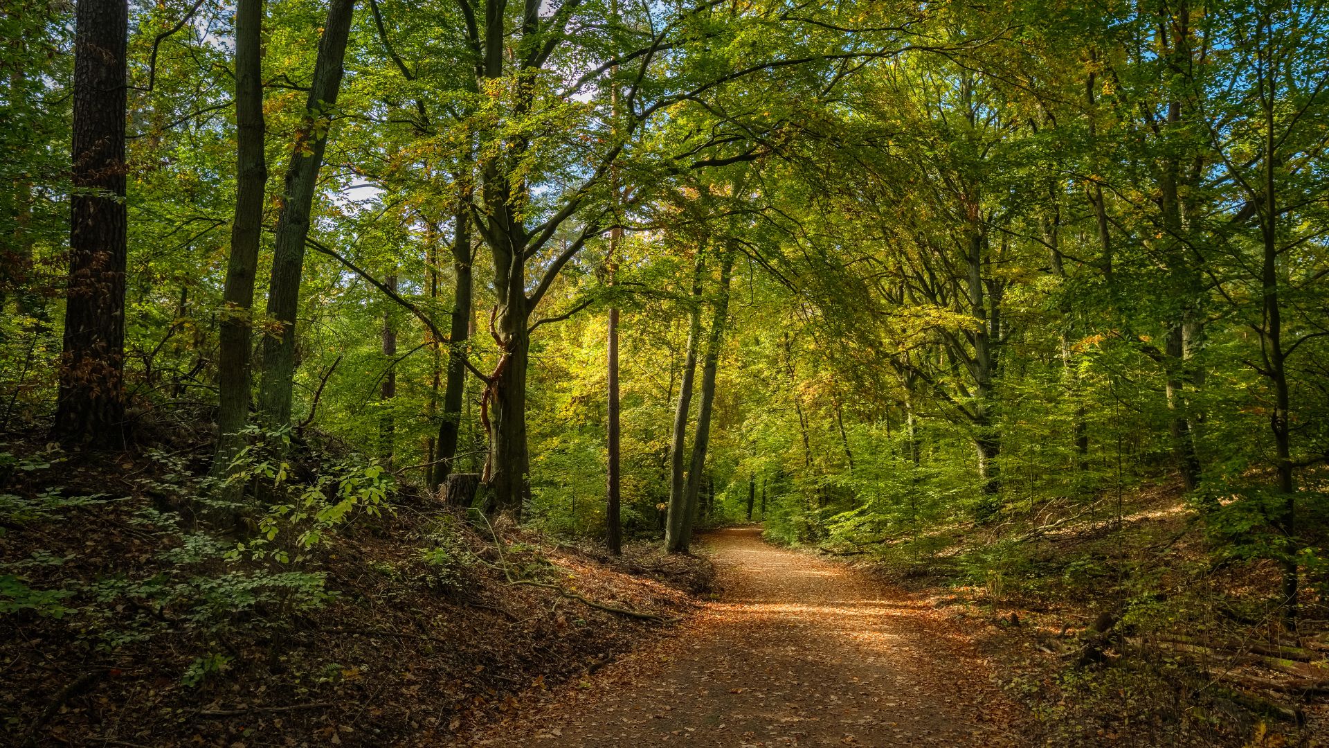 Tegeler Forst (südlicher Teil)