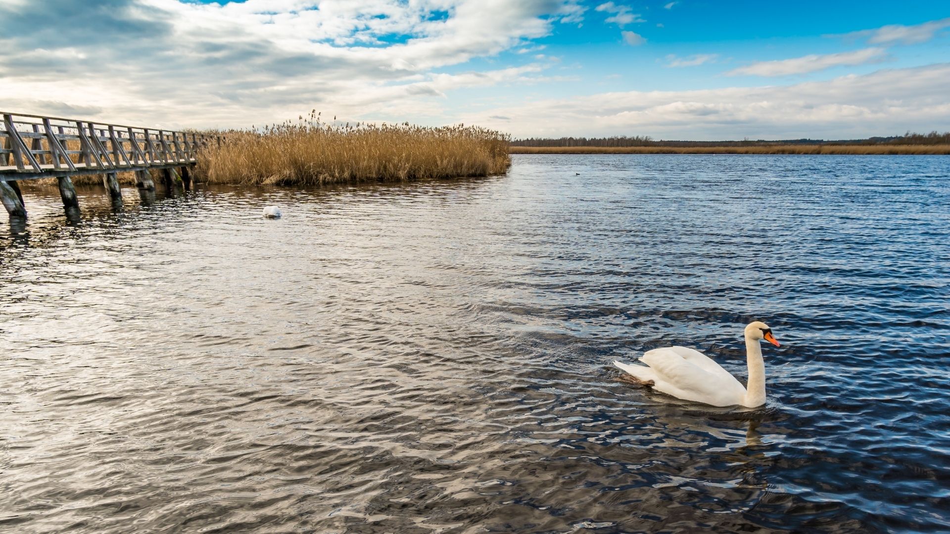 Federsee